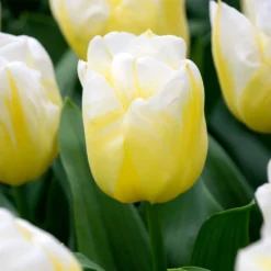 Tulip 'Calgary Flames' 22 Tulip 'Calgary Flames' -UK Garden Plants Sales 2024 tulip calgary flames 4