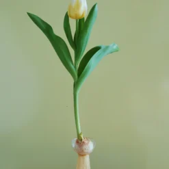 Tulip 'Calgary Flames' 23 Tulip 'Calgary Flames' -UK Garden Plants Sales 2024 tulip calgary flames 5