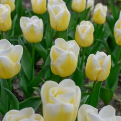 Tulip 'Calgary Flames' 25 Tulip 'Calgary Flames' -UK Garden Plants Sales 2024 tulip calgary flames 7 scaled