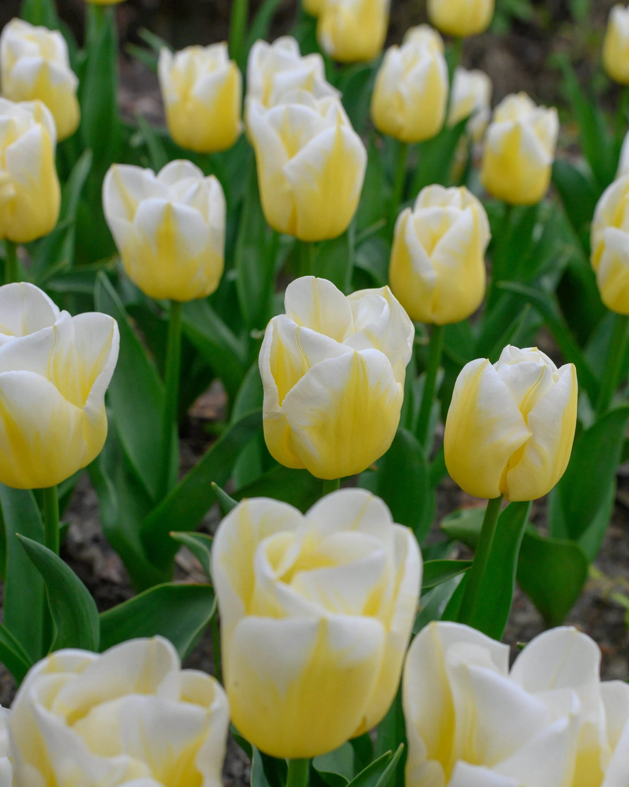 Tulip 'Calgary Flames' 13 Tulip 'Calgary Flames' - Image 11