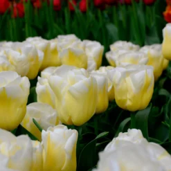 Tulip 'Calgary Flames' 26 Tulip 'Calgary Flames' -UK Garden Plants Sales 2024 tulip calgary flames 8 scaled