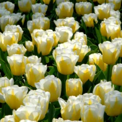 Tulip 'Calgary Flames' 27 Tulip 'Calgary Flames' -UK Garden Plants Sales 2024 tulip calgary flames 9 scaled