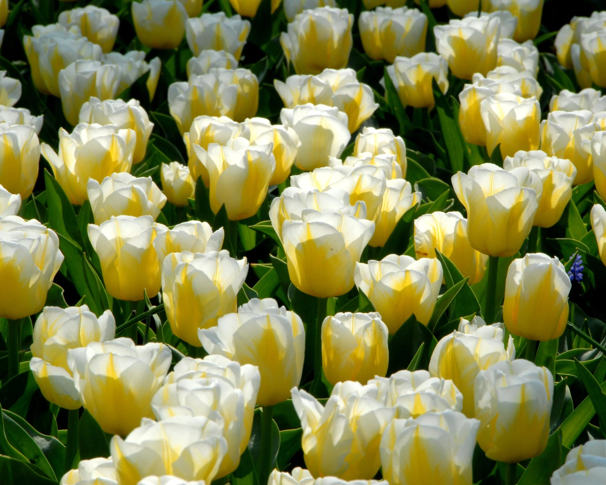 Tulip 'Calgary Flames' 15 Tulip 'Calgary Flames' - Image 13