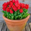 Tulip 'Calgary Red' -UK Garden Plants Sales 2024 tulip calgary red 1 scaled