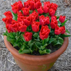 Tulip 'Calgary Red' 12 Tulip 'Calgary Red' -UK Garden Plants Sales 2024 tulip calgary red 2 scaled