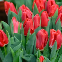 Tulip 'Calgary Red' 11 Tulip 'Calgary Red' -UK Garden Plants Sales 2024 tulip calgary red 3 scaled