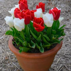 Tulip 'Calgary Red' 10 Tulip 'Calgary Red' -UK Garden Plants Sales 2024 tulip calgary red 4 scaled