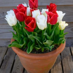 Tulip 'Calgary Red' 13 Tulip 'Calgary Red' -UK Garden Plants Sales 2024 tulip calgary red 5 scaled