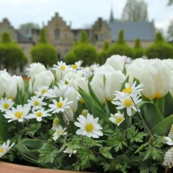 Tulip 'Calgary' -UK Garden Plants Sales 2024 tulip calgary1 1 scaled