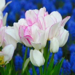 Tulip 'Candy Club' -UK Garden Plants Sales 2024 tulip candy club 1