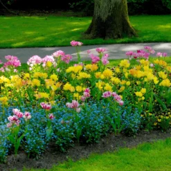 Tulip 'Candy Club' -UK Garden Plants Sales 2024 tulip candy club 2