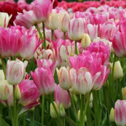 Tulip 'Candy Club' -UK Garden Plants Sales 2024 tulip candy club 2 3874606b af21 4df6 94a7 c1b97b751753