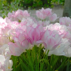 Tulip 'Candy Club' -UK Garden Plants Sales 2024 tulip candy club 4