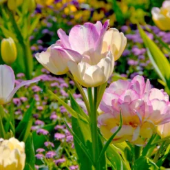 Tulip 'Candy Club' -UK Garden Plants Sales 2024 tulip candy club 5