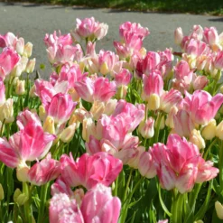 Tulip 'Candy Club' -UK Garden Plants Sales 2024 tulip candy club 8