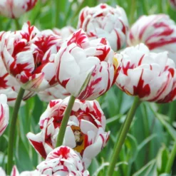 Tulip 'Carnaval De Nice'