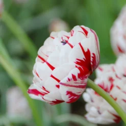 Tulip 'Carnaval De Nice' 13 Tulip 'Carnaval De Nice' -UK Garden Plants Sales 2024 tulip carnaval de nice 3