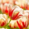 Tulip 'Carnaval De Rio' 1 Tulip 'Carnaval De Rio' -UK Garden Plants Sales 2024 tulip carnaval de rio 1