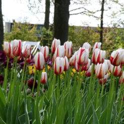 Tulip 'Carnaval De Rio' 13 Tulip 'Carnaval De Rio' -UK Garden Plants Sales 2024 tulip carnaval de rio 2 45f04f3d 1f18 4400 b9df cfb723ef438e