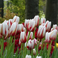 Tulip 'Carnaval De Rio' 10 Tulip 'Carnaval De Rio' -UK Garden Plants Sales 2024 tulip carnaval de rio 3 bee518f2 7006 4504 99e7 c132a7023dd2