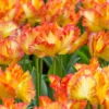 Tulip 'Caribbean Parrot' -UK Garden Plants Sales 2024 tulip carribean parrot 1 scaled