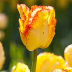 Tulip 'Caribbean Parrot' -UK Garden Plants Sales 2024 tulip carribean parrot 10 scaled