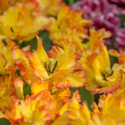 Tulip 'Caribbean Parrot' -UK Garden Plants Sales 2024 tulip carribean parrot 3 scaled