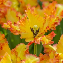 Tulip 'Caribbean Parrot' -UK Garden Plants Sales 2024 tulip carribean parrot 4 scaled