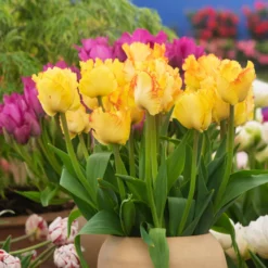 Tulip 'Caribbean Parrot' -UK Garden Plants Sales 2024 tulip carribean parrot 5 scaled
