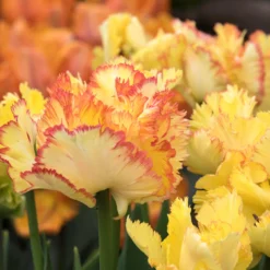 Tulip 'Caribbean Parrot' -UK Garden Plants Sales 2024 tulip carribean parrot 6 scaled