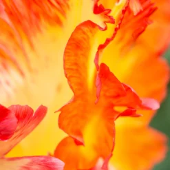 Tulip 'Caribbean Parrot' -UK Garden Plants Sales 2024 tulip carribean parrot 7 scaled