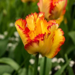 Tulip 'Caribbean Parrot' -UK Garden Plants Sales 2024 tulip carribean parrot 8 scaled