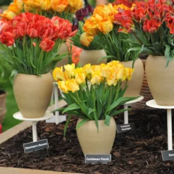 Tulip 'Caribbean Parrot' -UK Garden Plants Sales 2024 tulip carribean parrot 9 scaled