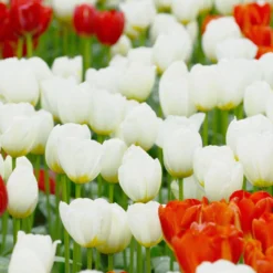 Tulip 'Catherina' -UK Garden Plants Sales 2024 tulip catherine 2