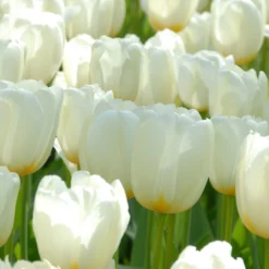 Tulip 'Catherina' -UK Garden Plants Sales 2024 tulip catherine 3