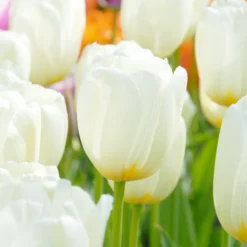 Tulip 'Catherina' -UK Garden Plants Sales 2024 tulip catherine 4