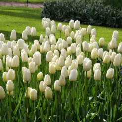Tulip 'Catherina' -UK Garden Plants Sales 2024 tulip catherine 5