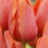 Tulip 'Charade' -UK Garden Plants Sales 2024 tulip charade 1