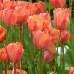 Tulip 'Charade' 10 Tulip 'Charade' -UK Garden Plants Sales 2024 tulip charade 2