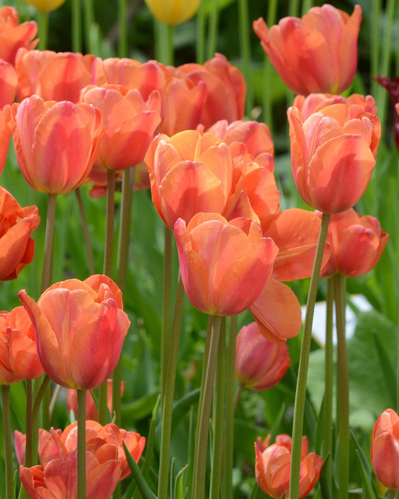 Tulip 'Charade' 6 Tulip 'Charade' - Image 4