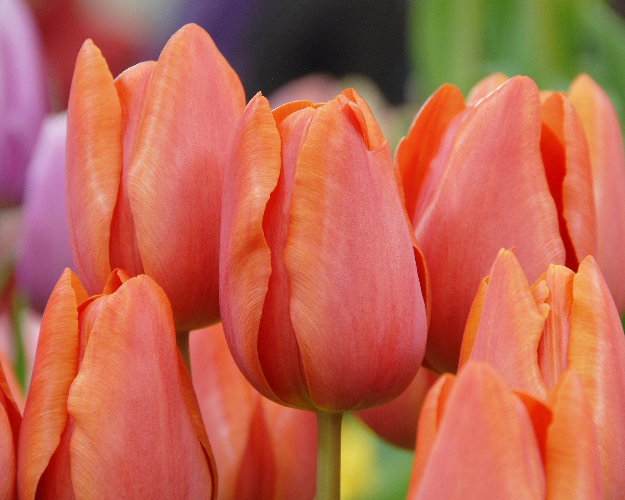 Tulip 'Charade' 4 Tulip 'Charade' - Image 2