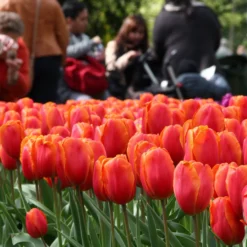 Tulip 'Charade' 11 Tulip 'Charade' -UK Garden Plants Sales 2024 tulip charade 4