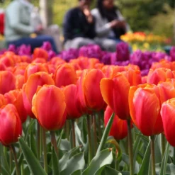 Tulip 'Charade' 9 Tulip 'Charade' -UK Garden Plants Sales 2024 tulip charade 5