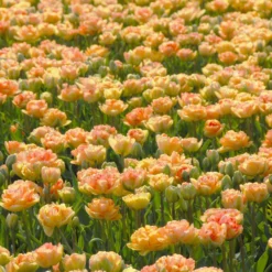 Tulip 'Charming Lady' -UK Garden Plants Sales 2024 tulip charming lady 2