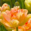 Tulip 'Charming Lady' 1 Tulip 'Charming Lady' -UK Garden Plants Sales 2024 tulip charming lady 3