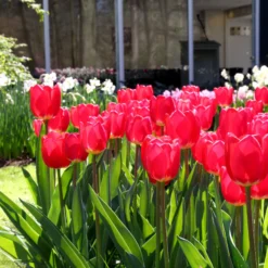 Tulip 'Cherry Delight' -UK Garden Plants Sales 2024 tulip cherry delight 1