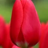 Tulip 'Cherry Delight' -UK Garden Plants Sales 2024 tulip cherry delight 4