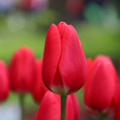 Tulip 'Cherry Delight' -UK Garden Plants Sales 2024 tulip cherry delight 5