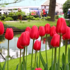 Tulip 'Cherry Delight' -UK Garden Plants Sales 2024 tulip cherry delight 6