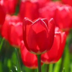 Tulip 'Cherry Delight' -UK Garden Plants Sales 2024 tulip cherry delight 9